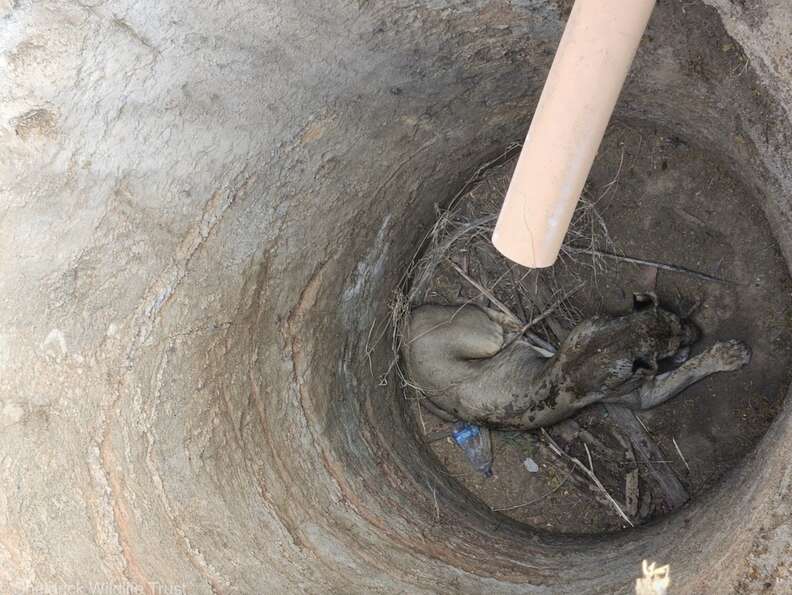 Rescuers Peer Into 15-Foot Pit — And Find Majestic Animal Trapped At The Bottom - The Dodo