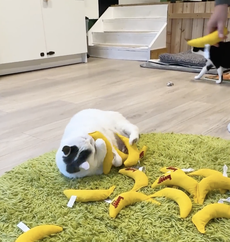 元気いっぱいのCC