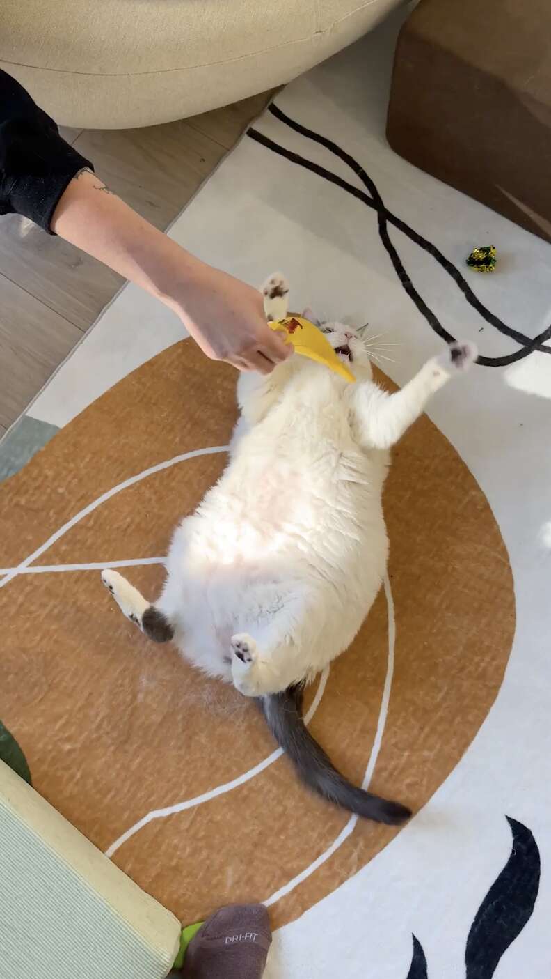 バナナのおもちゃで遊ぶCC