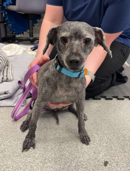 A freshly-groomed shelter dog wearing a blue collar.