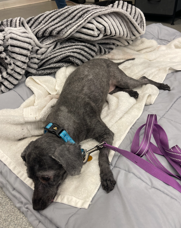 A rescue dog lying on a towel after getting a haircut. 