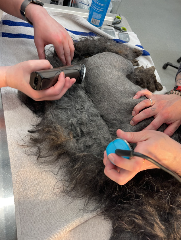 A dog receives a much-needed hair cut from two shelter staff.