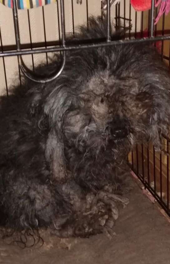 A severely matted black dog sitting in a crate at a rescue.