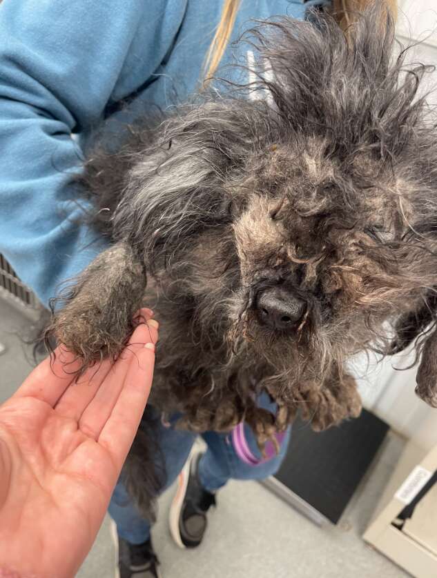 A shelter worker holds the paw of a severely matted dog.