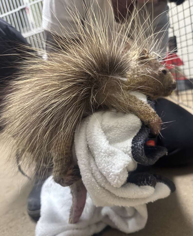 Porcupine covered in mange