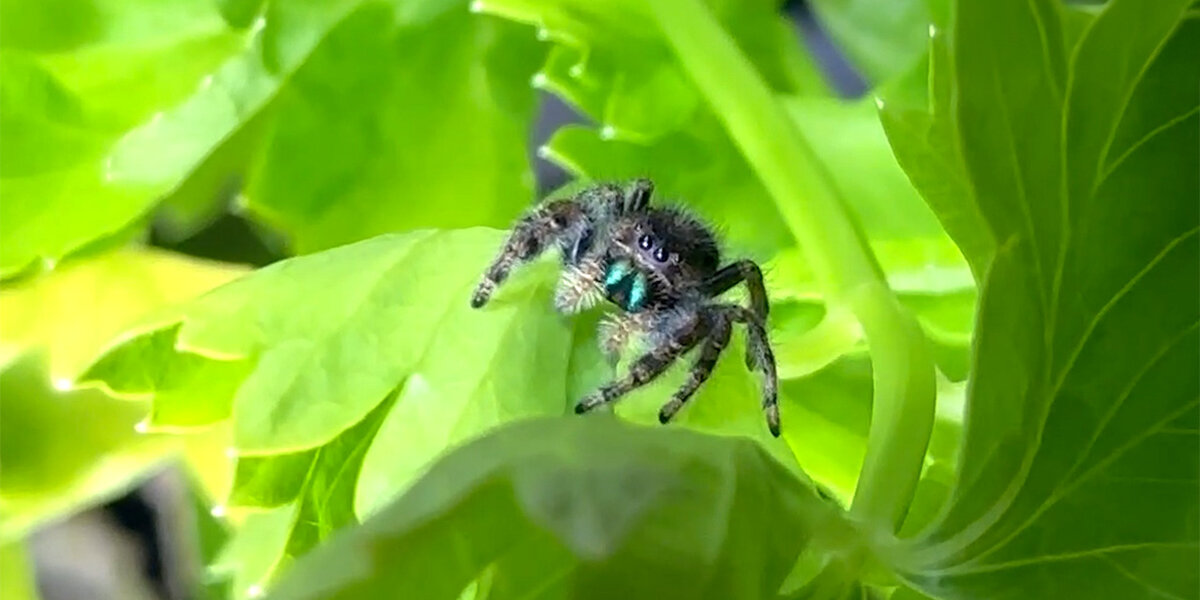 Couple Takes In Not One But TWO Jumping Spiders - Videos - The Dodo
