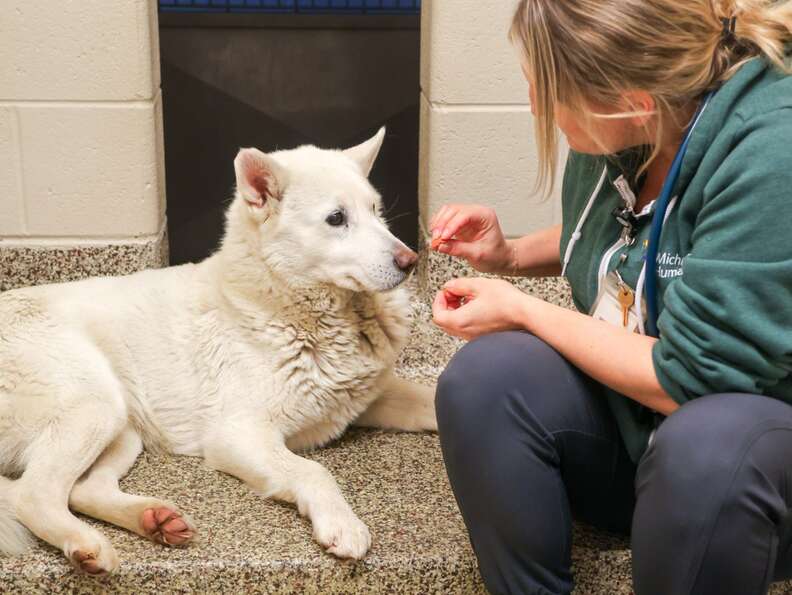 Shelter staff feed treats to a white husky who was rescued.