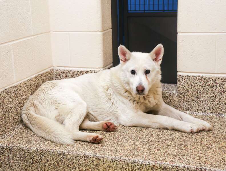 A white husky with pointy ears sits in a shelter.