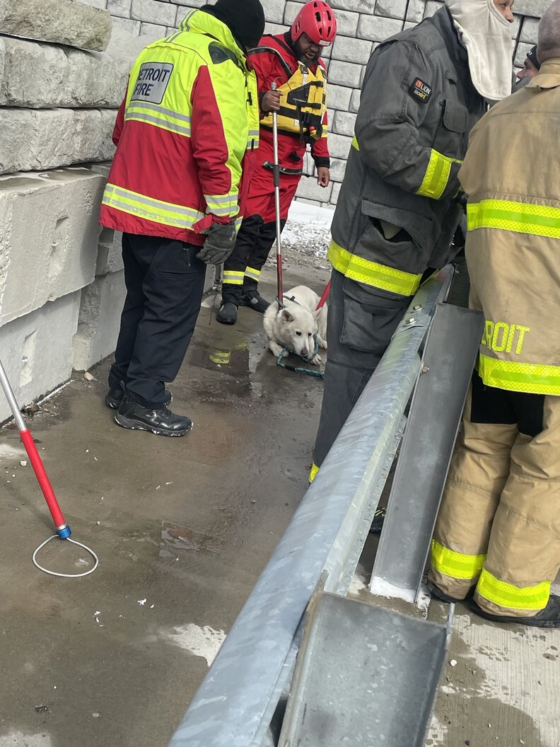 A husky relaxes near first responders after being rescued.