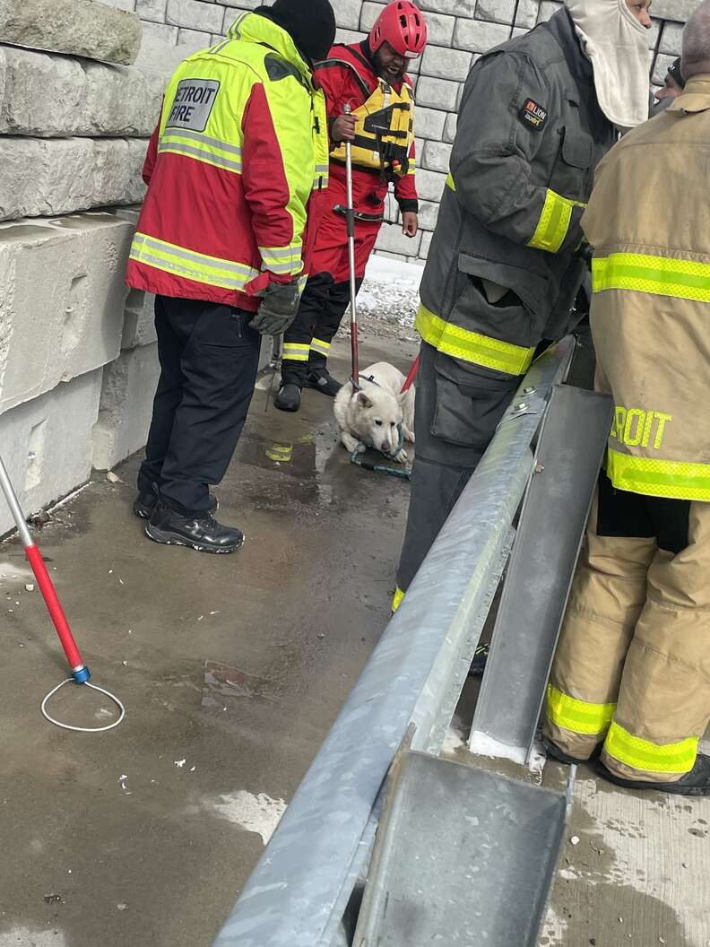 A husky relaxes near first responders after being rescued.