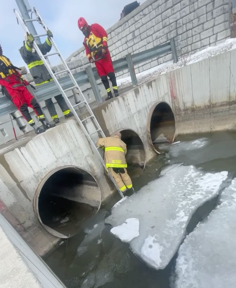 救助チームが犬を助けている