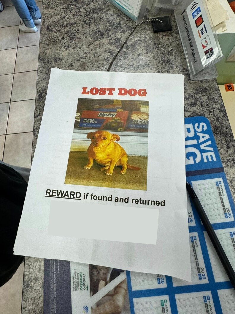 失くなった犬のチラシ