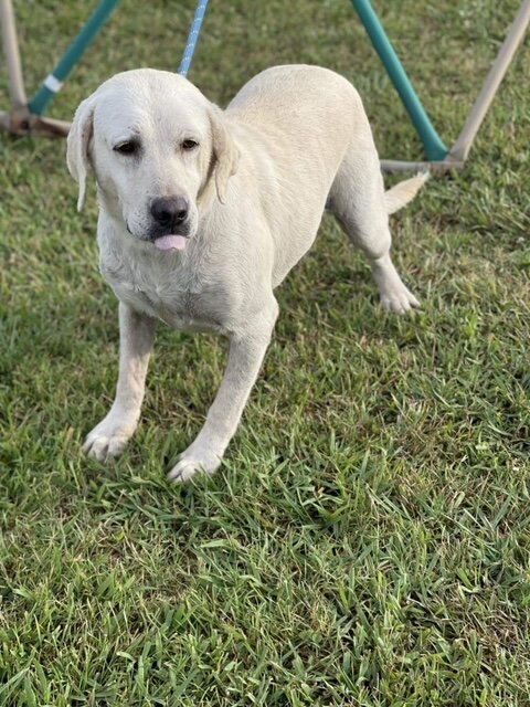 A rescued Labrador stands on the grass