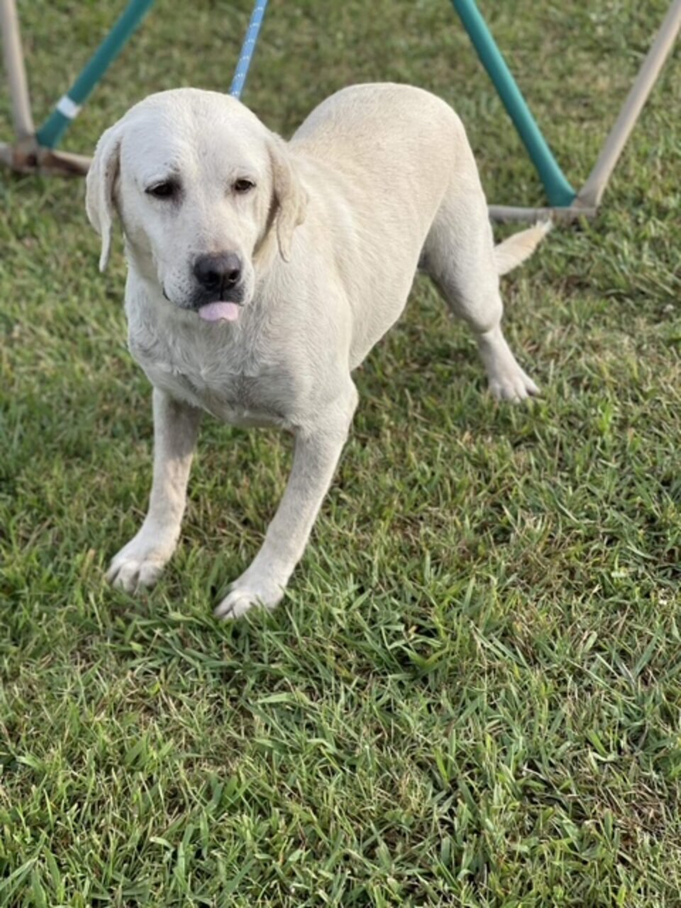 They Drove Across States To Save A Dog — And Accidentally Reunited ...
