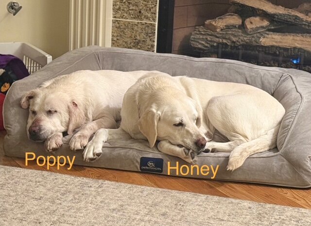 Rescued Lab sisters sleep together on same dog bed