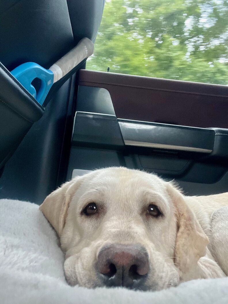 Labrador rests in a car on their freedom ride out of the shelter