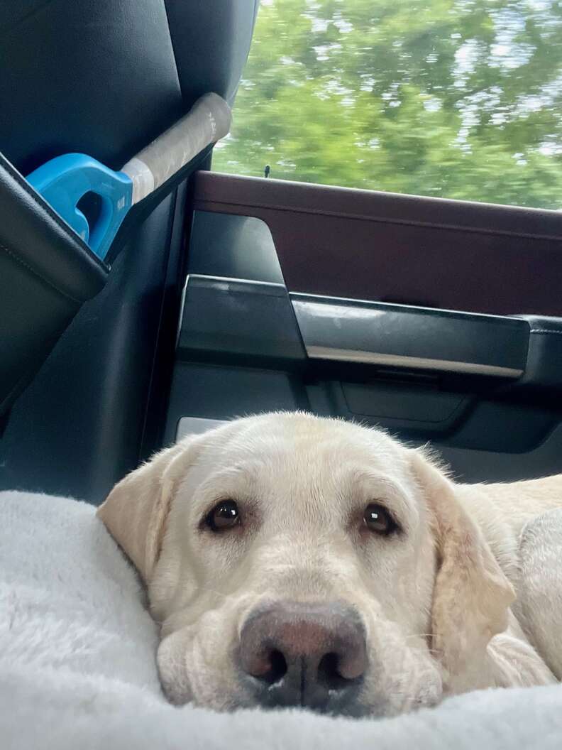 Labrador rests in a car on their freedom ride out of the shelter