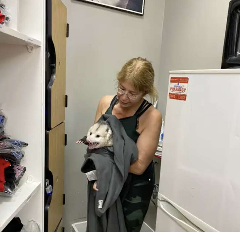 ブランケットでオポッサムを抱えている様子