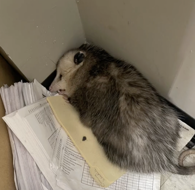 オポッサムがファイルの上で寝ている様子