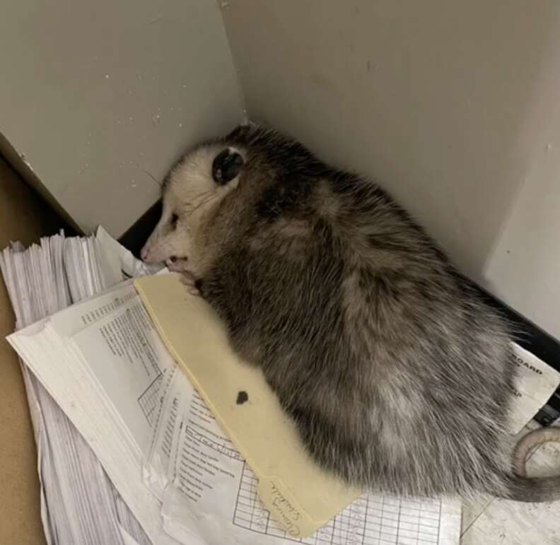 オポッサムがファイルの上で寝ている様子
