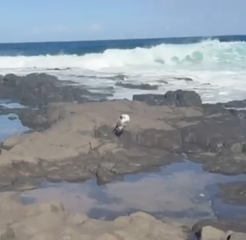 seabird on rocks lining a beach