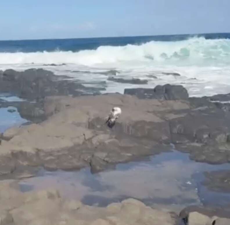 seabird on rocks lining a beach