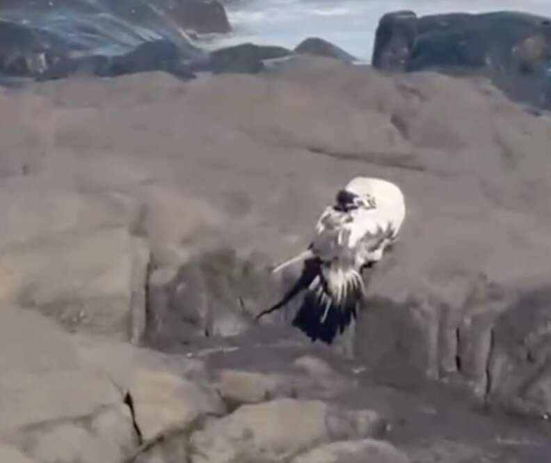 hurt bird on the rocks