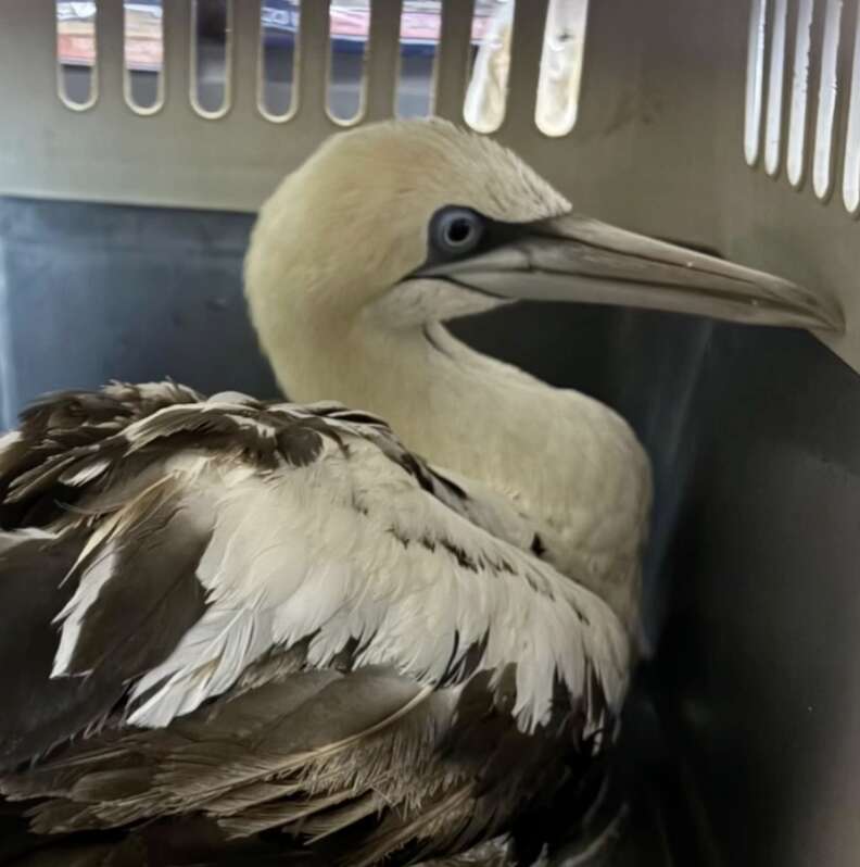 rescued bird in carrier