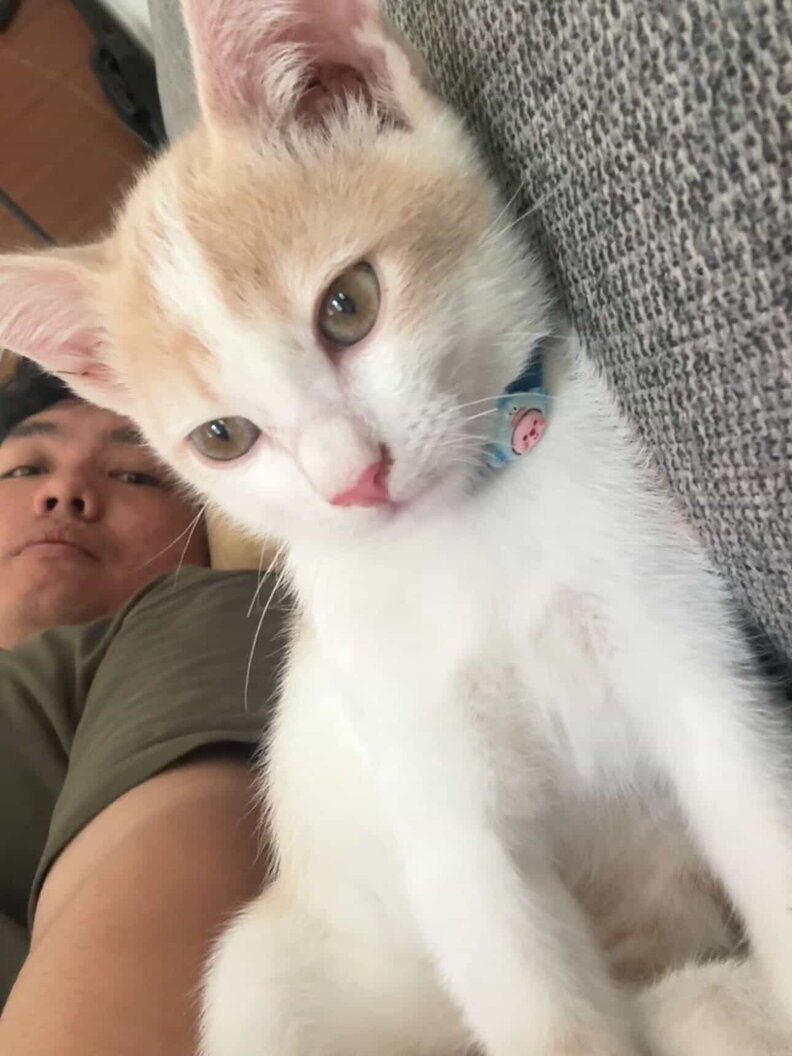 シャドウエースのパフォーマンス