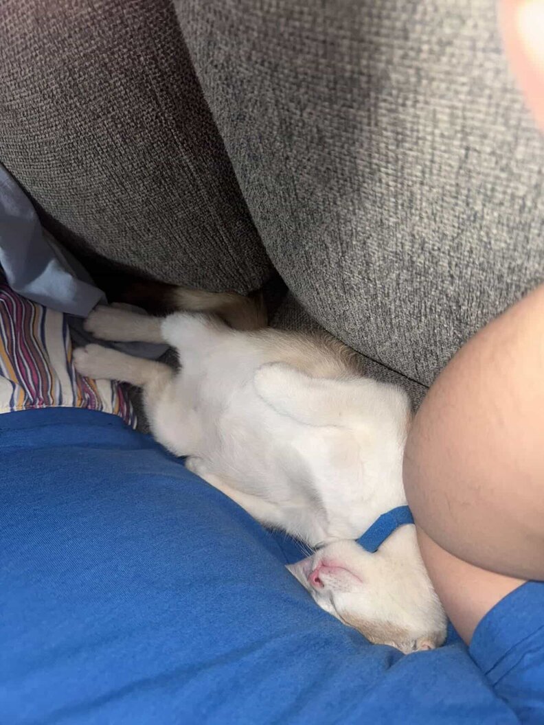 クティログの愛らしい姿