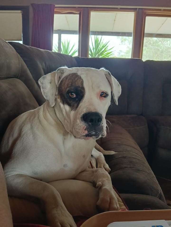 可愛い子犬たち