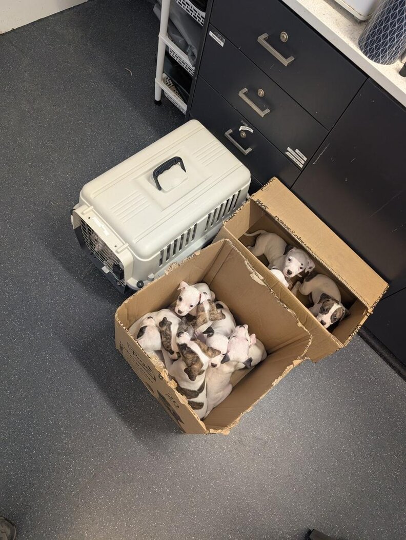 子犬たちが入った箱