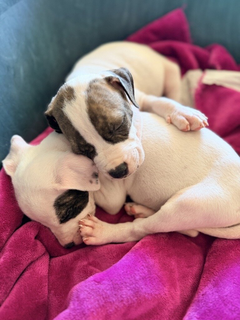 元気になった子犬たち