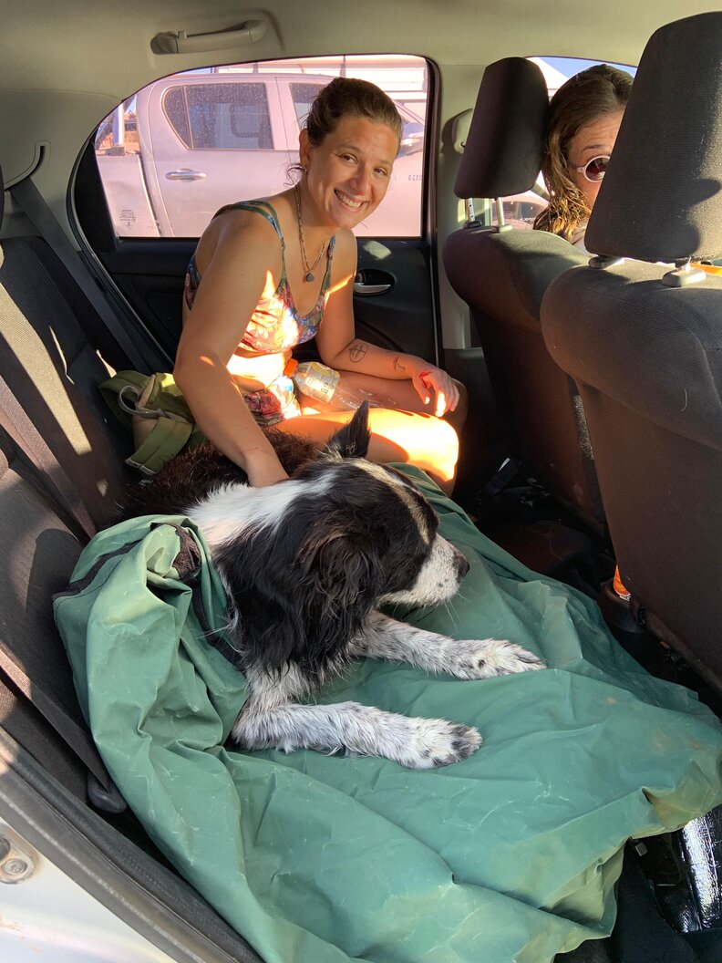 犬を助けた獣医たち