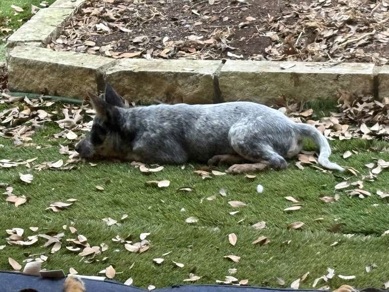 puppy lying in the grass