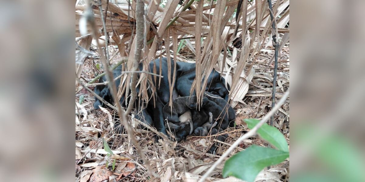 Couple Hear ‘Bear’ In Forest And Find A Mama With 11 Newborn Babies