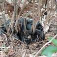 Couple Hear ‘Bear’ In Forest And Find A Mama With 11 Newborn Babies