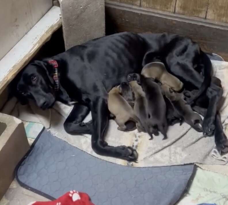 mama dog nursing her puppies