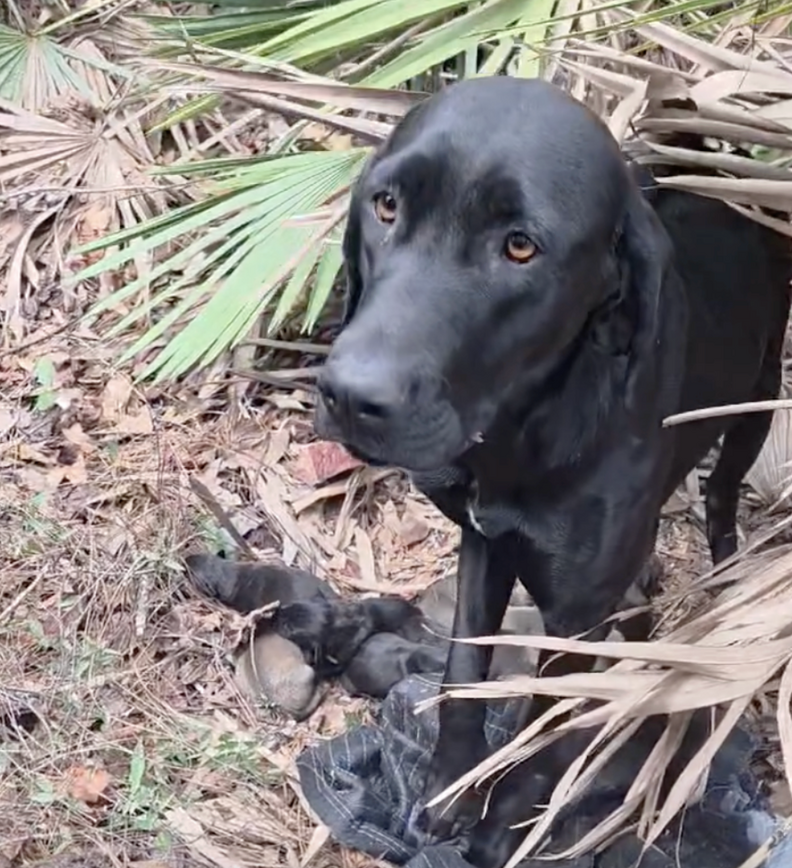mama dog in the woods with her puppies 