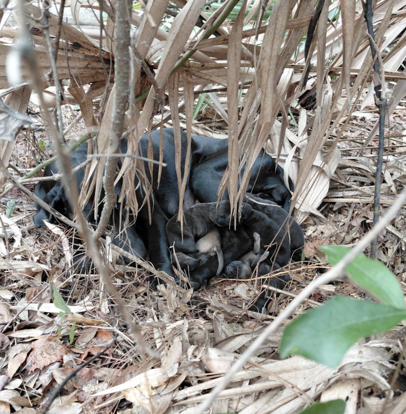 mama dog and puppies huddled in the woods 
