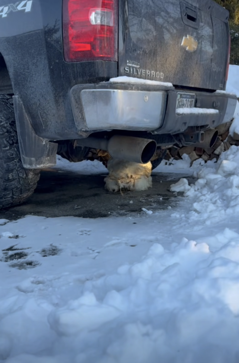 Family Finds Animal Frozen Under Truck And Realizes He Escaped A Terrible  Fate - The Dodo