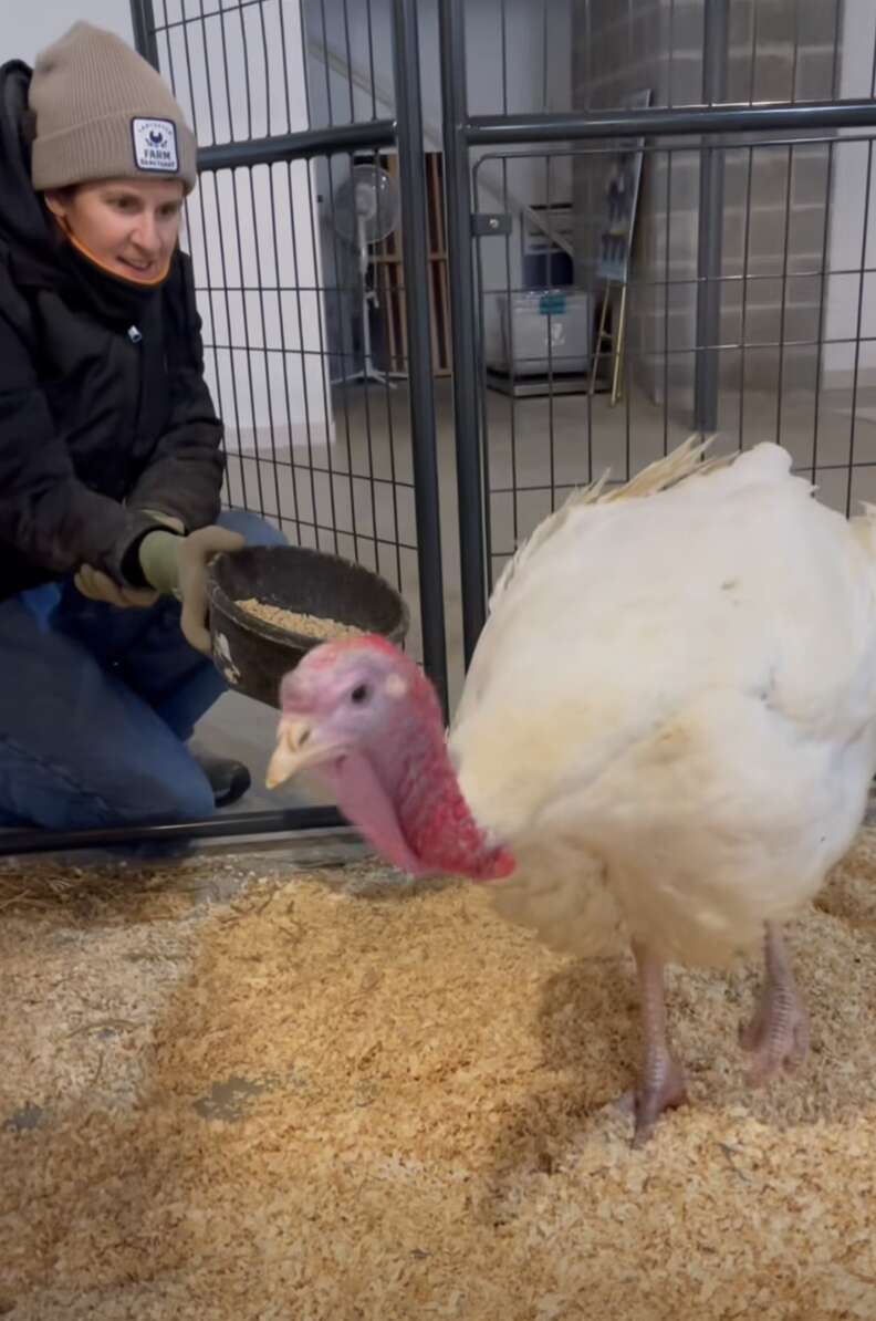 turkey rescue