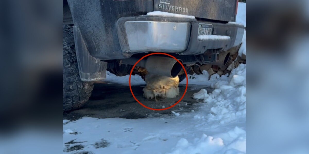 Family Finds Animal Frozen Under Truck And Realizes He Escaped A Terrible  Fate - The Dodo