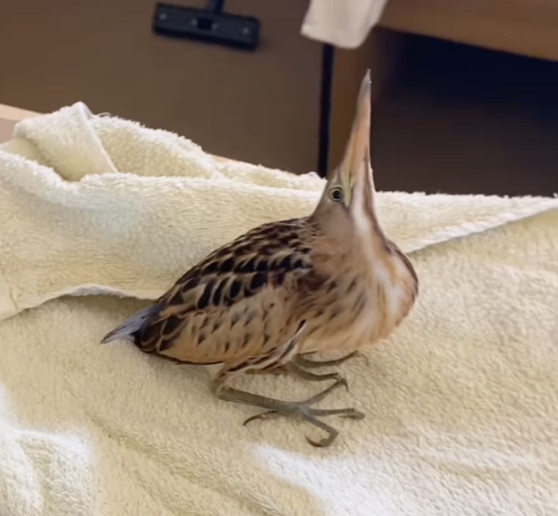 元気に飛び立つビターニ