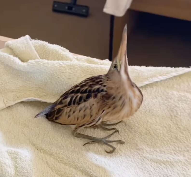 元気に飛び立つビターニ