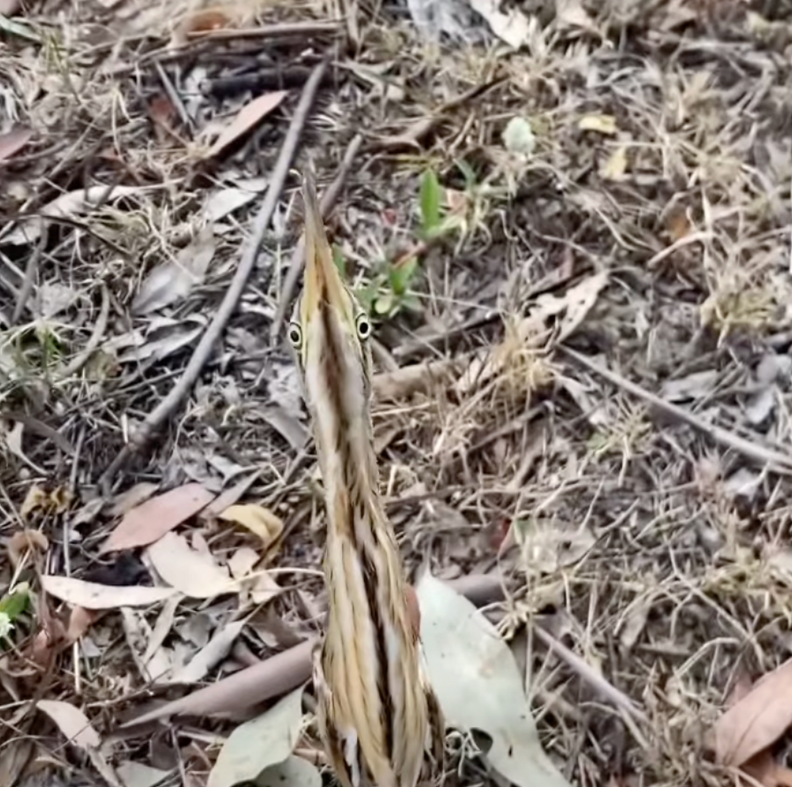 ビターニがリハビリを受けている様子