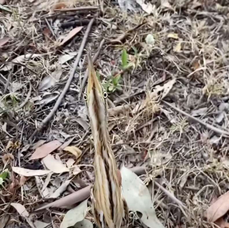 ビターニがリハビリを受けている様子