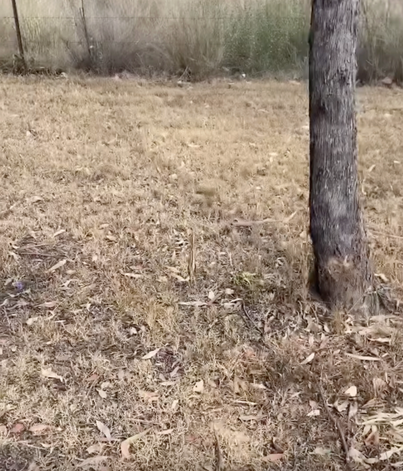 ビターニが周りに溶け込んでいる様子