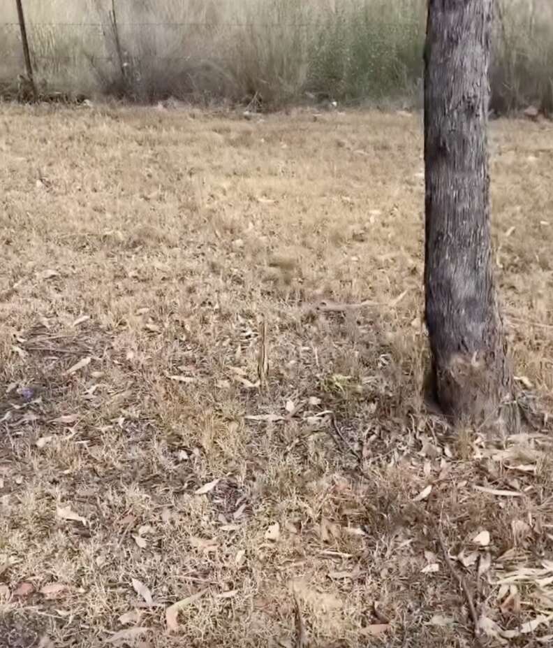 ビターニが周りに溶け込んでいる様子