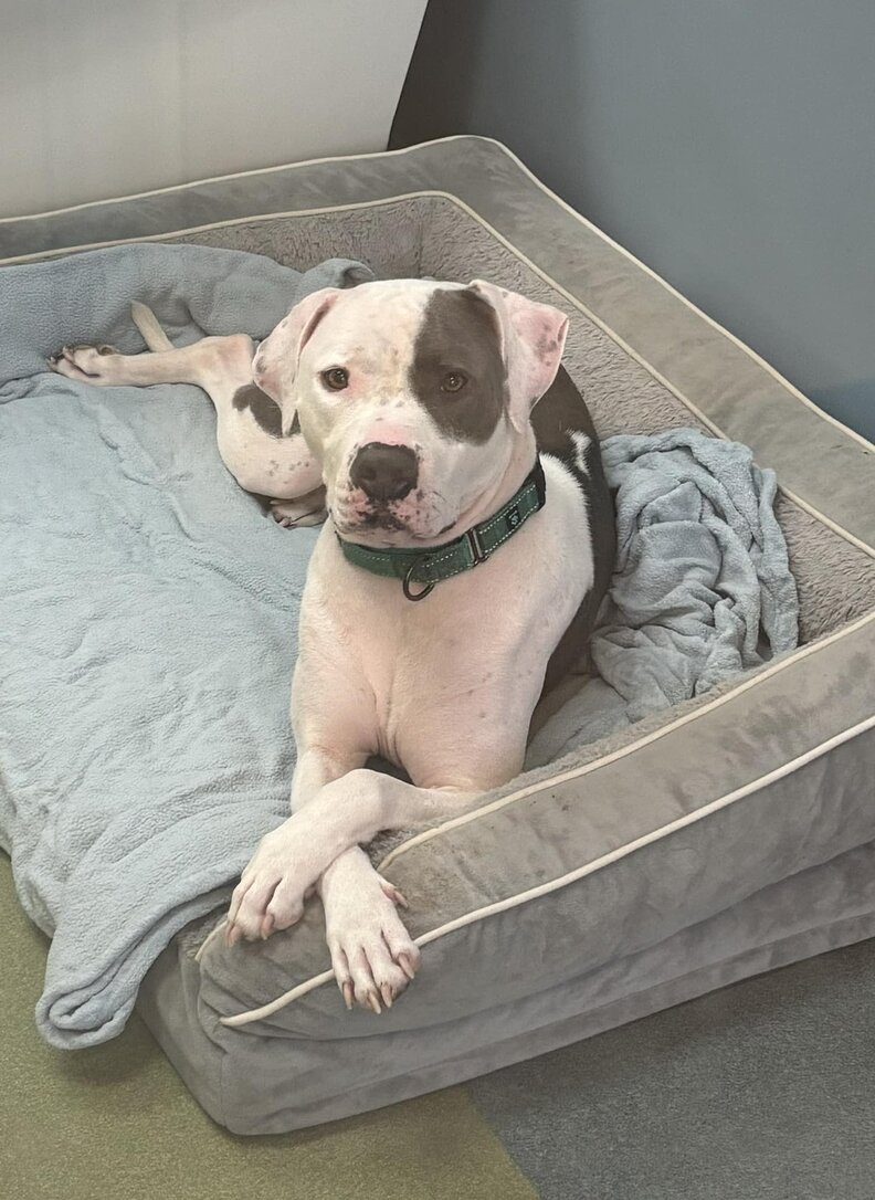 shelter dog sitting in dog bed with his paws crossed